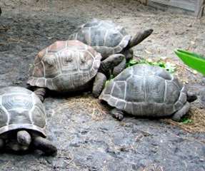 Aldabra tortues