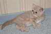 Chatons Birmanie affectueux a donner