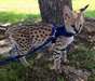 Adorable chatons Serval