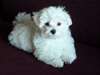 tres beaux chiots maltais pour adoption