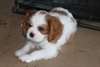 CHIOTS CAVALIER KING DISPONIBILE POUR ADOPTION