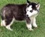 husky sibérien pour adoption gratuit
