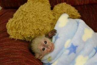 Magnifique singe capucin pour adoption Belle