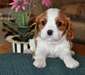 Cavalier King Charles
