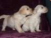Chiots Caniches miniatures - photo 1