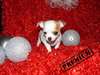 Adorables Chiots Chihuahua - photo 1