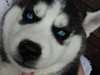Husky chiots