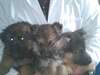Chiots Berger Allemand disponible maintenant