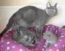DISPONIBLE CHATON CHARTREUX LOOF