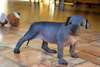Chiots standard xoloitzcuintle