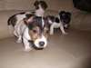 Superbe Jack Russell chiots