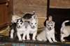 chiots husky de siberien