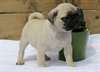 Magnifiques chiots carlin  disponible