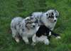 Chiots Berger Australien