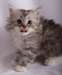 Chatons Siberien Disponible