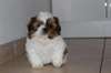Superbe Chiots shih tzu non lof