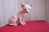 Adorables chatons sphynx - photo 1