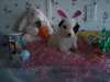 Chiots Akita à vendre (AKC)