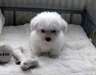 Doux Bichon Frise chiots pour adoption