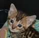 Magnifiques Chatons bengal non LOOF