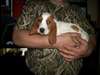 Chiots Basset Hound à vendre