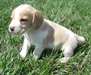 Pocket chiots beagles réels à vendre