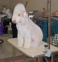 Chiots Bedlington Terrier A vendre.
