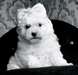 Mâle et femelle "Adorable Bichon Femme prêt à part