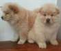 Chiots Chow Chow