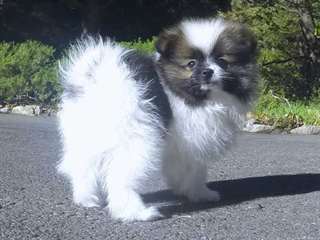 Pomeranian for adoption