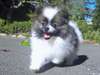 Pomeranian for adoption - photo 1