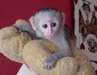 a donner adorables bébés singe capucin Urgent