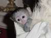 extraordinaires jeunes singes capucins pure race