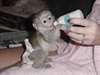a donner adorable bébé singe capucin