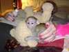 donner adorables bébés singe capucin