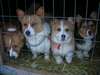 AKC chiots exceptionnels Pembroke Welsh Corgi Pemb