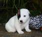Jack Russell chiots, chiots à vendre Russell