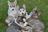 magnifiques chiot husky de siberien