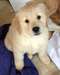 Chiots Golden Retriever pour adoption