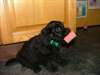 Chiots Labrador noirs et chocolat pour adoption