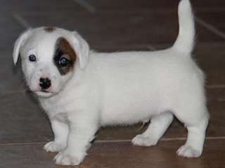 Superbe Jack Russell chiots
