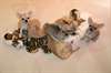 chiots chihuahua poils court