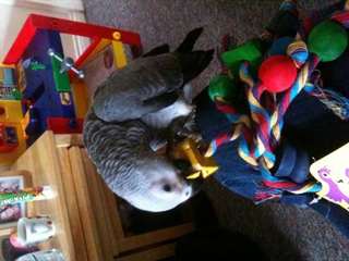 Excellent condition African Gray Babies . Very tam