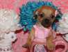 Adorables chiots chihuahua fauve