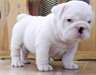 3 chiots bulldog anglais  à donner