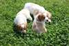 Chiots EPAGNEUL BRETON  A DONNER