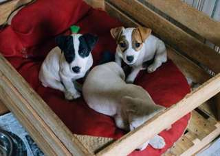 Adorable chiot m&#226;le type jack Russell