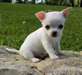 Magnifiques chiots chihuahua disponible
