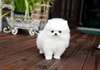 Magnifiques chiots pomeranie disponible