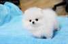 Magnifiques chiots pomeranie disponible